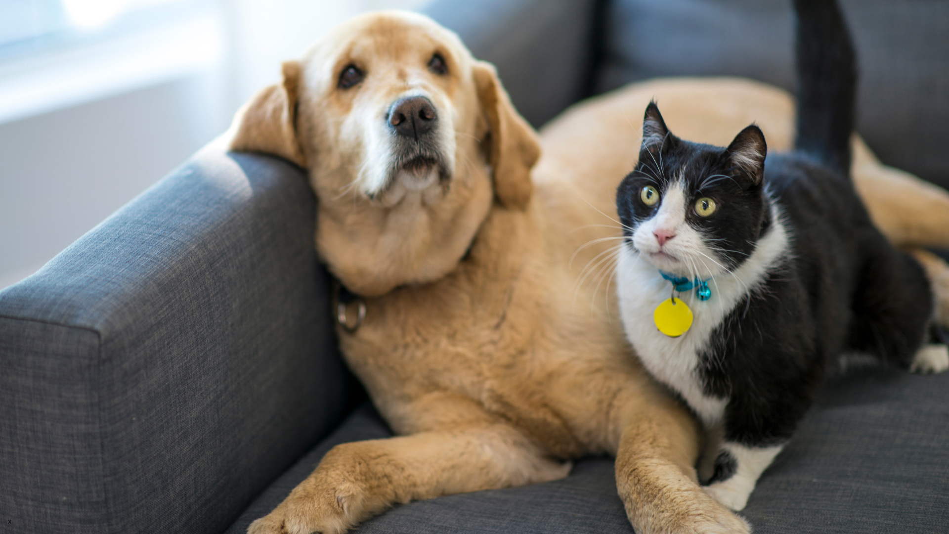 3 ways cat and dog hospitals support senior pet wellness | my zeo
