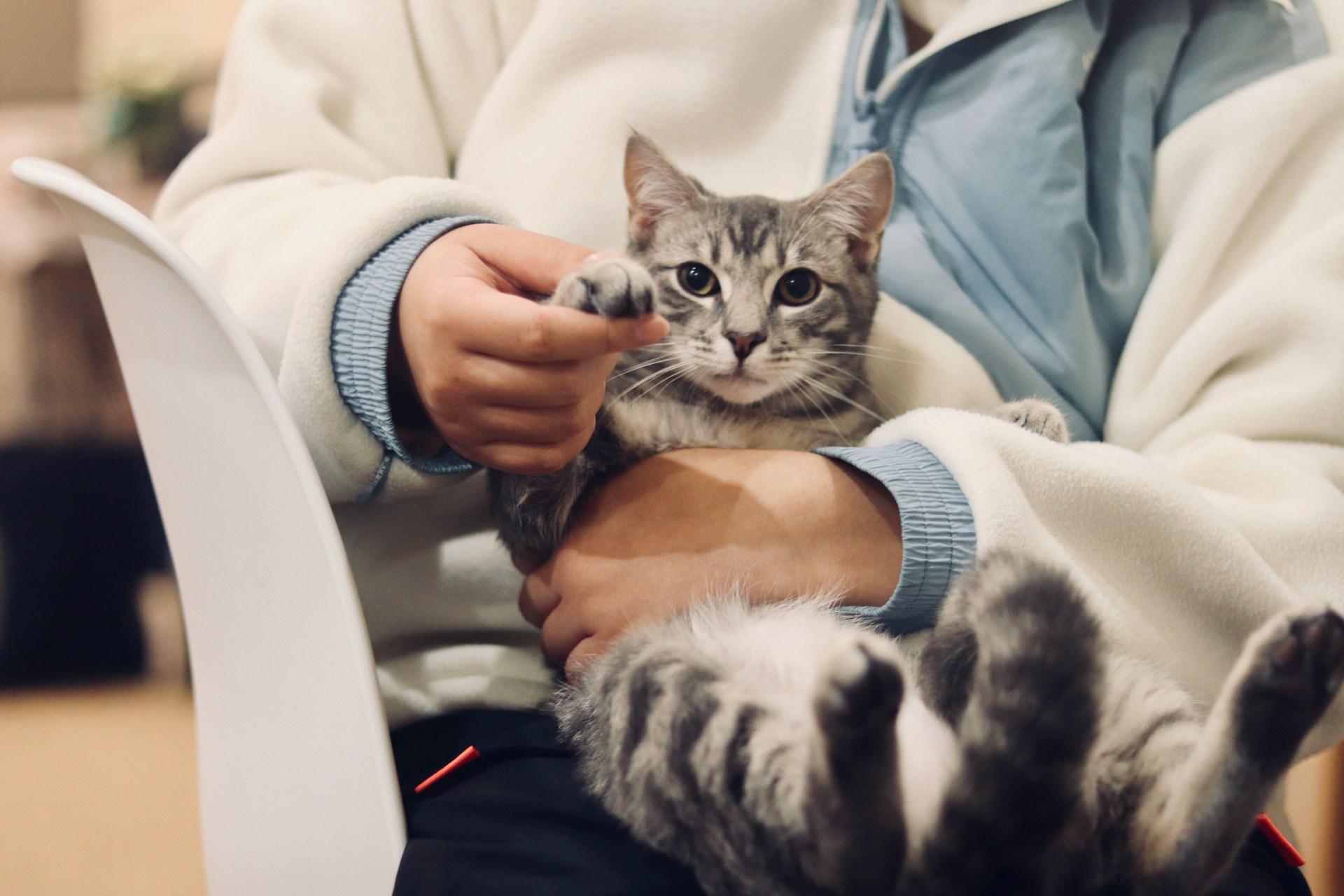 How Mobile Veterinarians Make In-home Wellness Exams Less Stressful | My Zeo how mobile veterinarians make in home wellness exams less stressful | my zeo