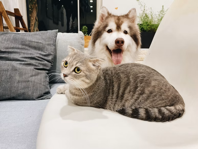 4 Things Cat and Dog Owners Should Know About Microchipping | My Zeo 4 things cat and dog owners should know about microchipping | my zeo