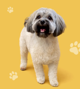 dog dematting when brushing is no longer enough | my zeo