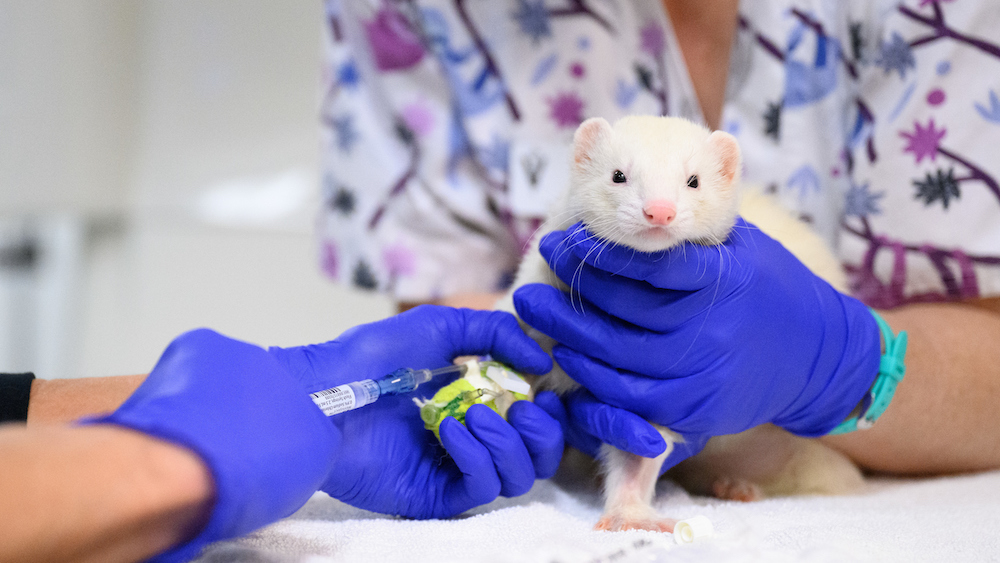How Animal Clinics Investigate Adrenal Disease in Ferrets how animal clinics investigate adrenal disease in ferrets | my zeo