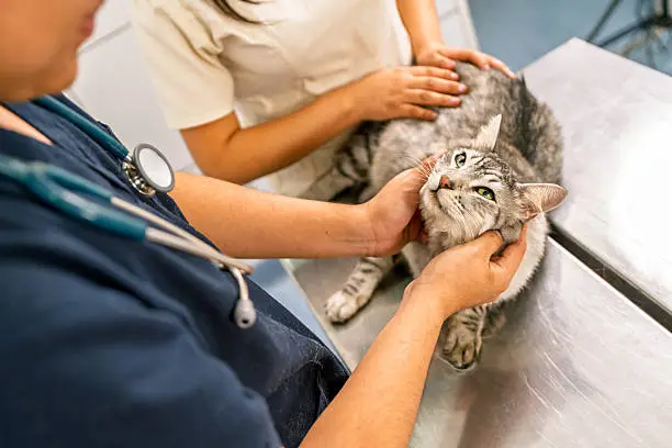 5 Essential Services Offered by Modern Animal Hospitals 5 essential services offered by modern animal hospitals | my zeo