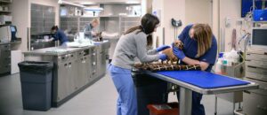 why veterinary clinics are essential for zoonotic disease control | my zeo