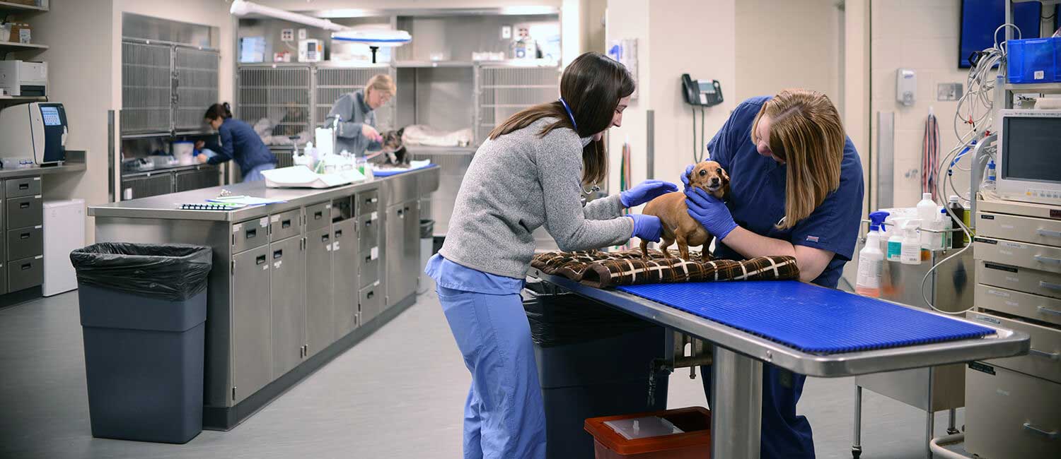 Why Veterinary Clinics Are Essential for Zoonotic Disease Control why veterinary clinics are essential for zoonotic disease control | my zeo